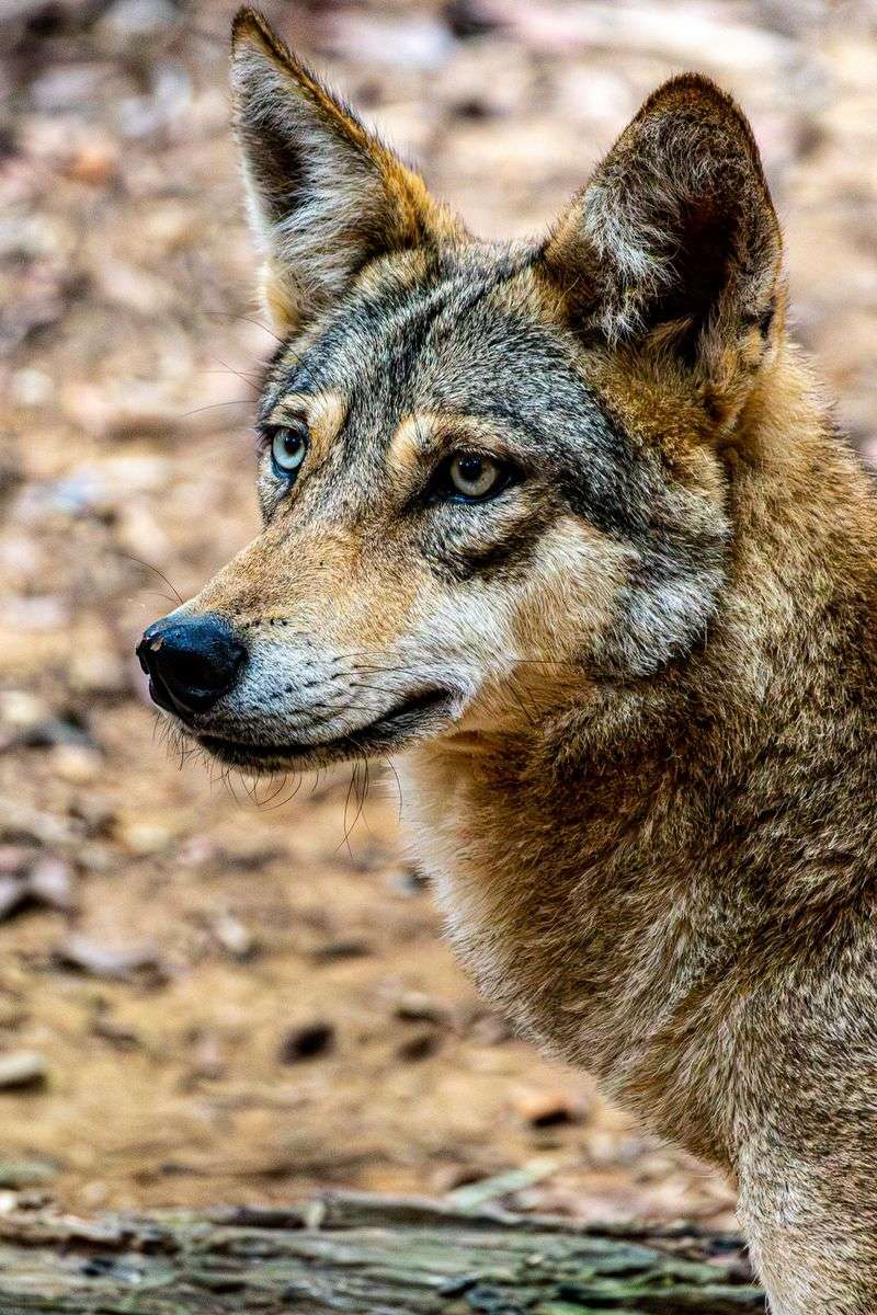 Pearl and Sentinel, The Rarest Wolves You Will Ever Stand Beside Pearl and Sentinel, The Rarest Wolves You Will Ever Stand Beside