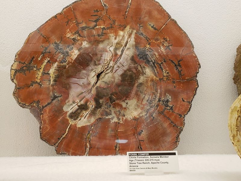 Petrified Wood That Once Stood as Trees Petrified Wood That Once Stood as Trees