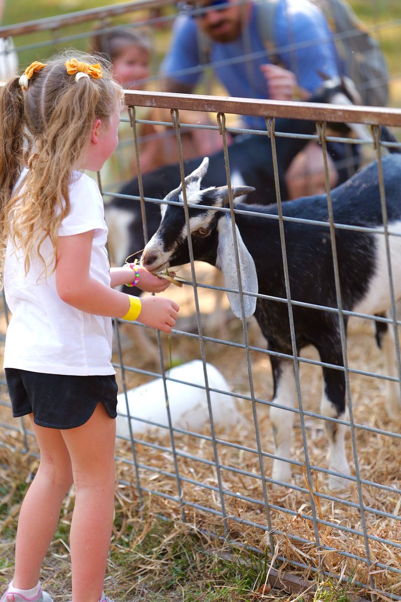 Petting Zoo, Orchard Express, And Piggly Wiggly Races Petting Zoo, Orchard Express, And Piggly Wiggly Races