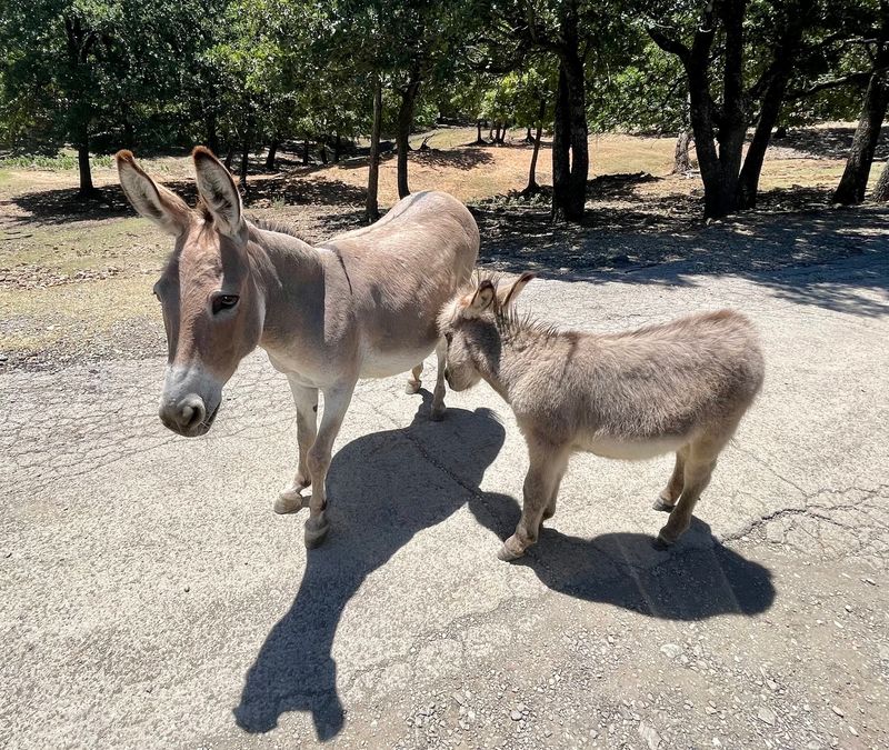 Petting Zoo, Reptiles, and the Gift Shop