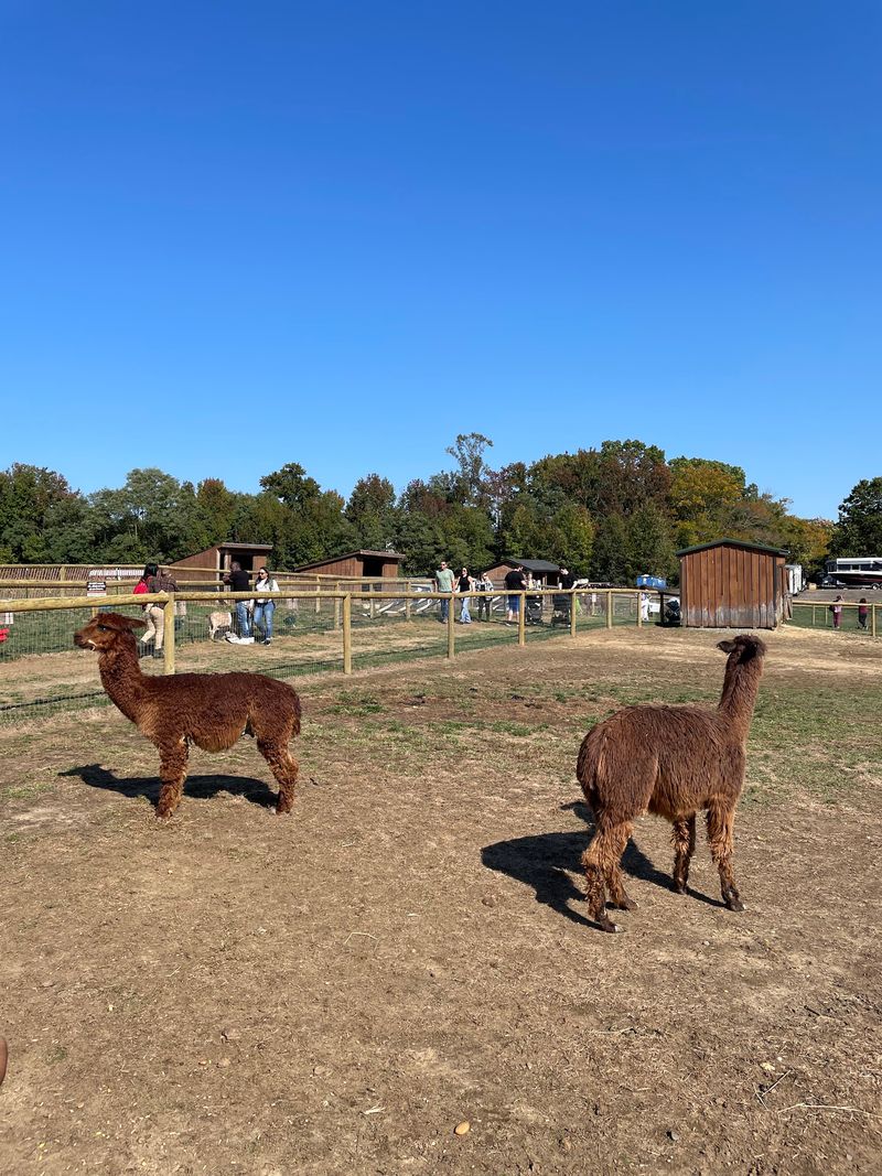 Pig Races And The Petting Zoo Crowd