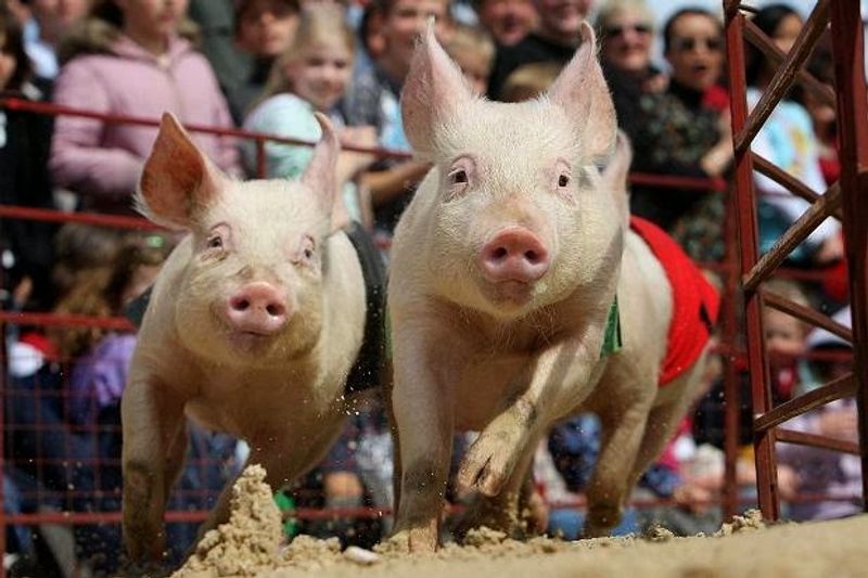 Pig Races and the Dynamo Dog Show