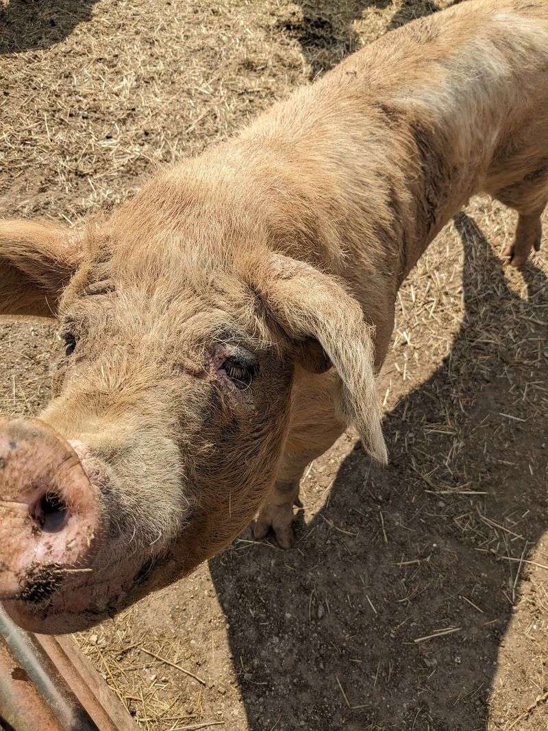 Pigs Of Every Breed Snuffling Around Pigs Of Every Breed Snuffling Around