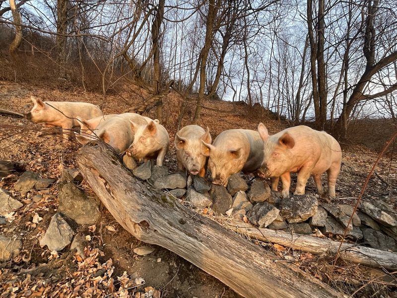 Pigs With A Whole Forest To Explore