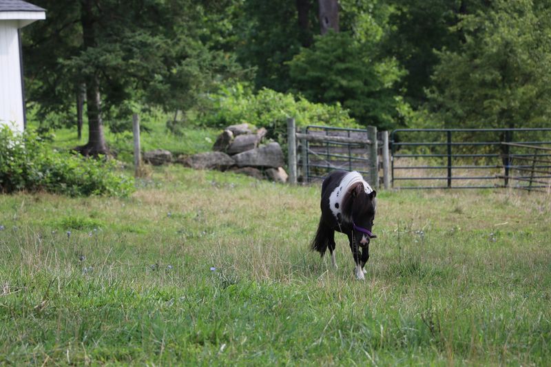 Planning a Private Visit or Bringing One Home Planning a Private Visit or Bringing One Home