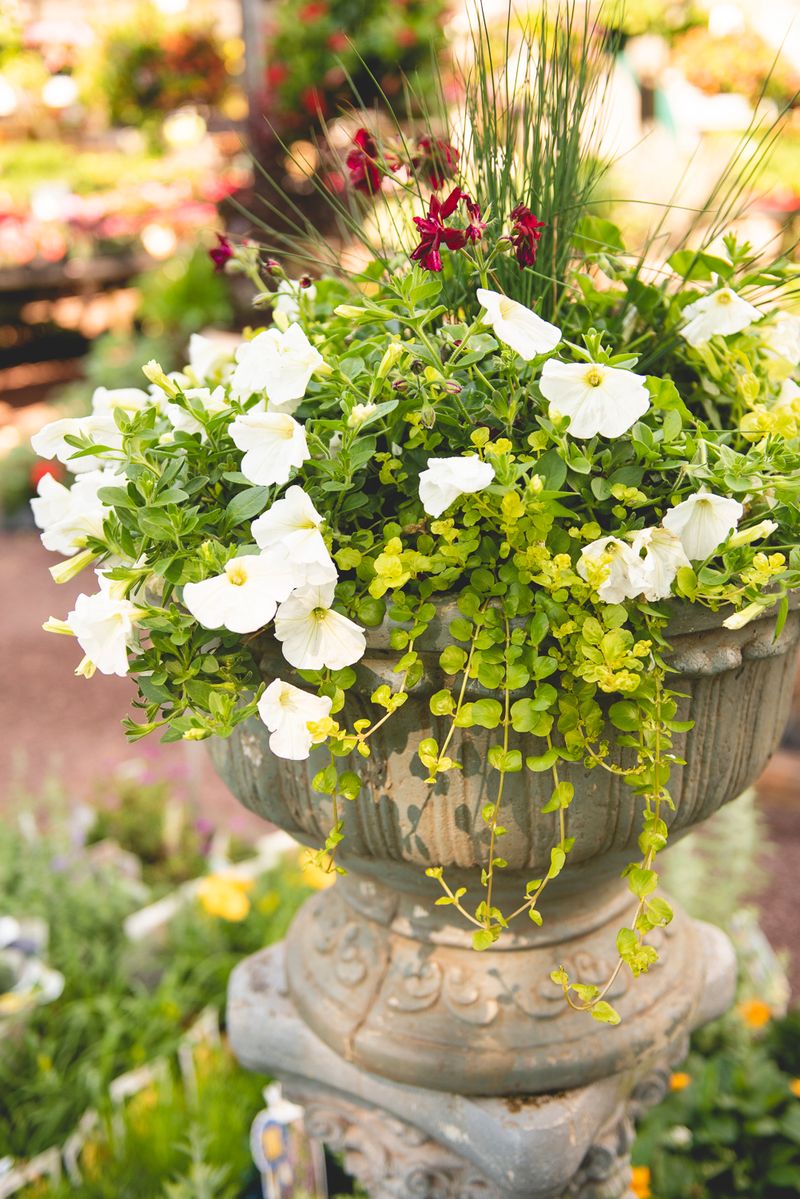 Plants That Look Ready for Their Close-Up Plants That Look Ready for Their Close-Up