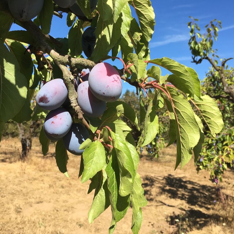 Plums, Prunes, Pears and the Occasional Quince Plums, Prunes, Pears and the Occasional Quince