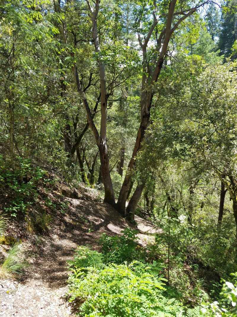 Poison Oak Deserves Real Respect Here