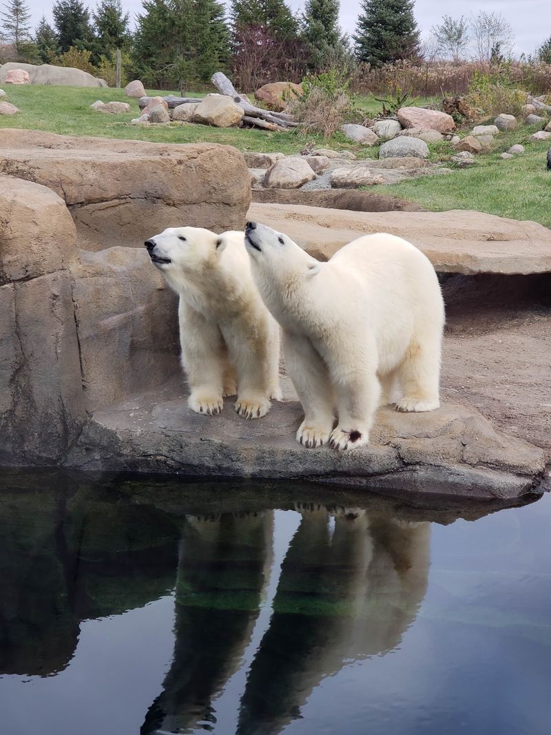 Polar Bears, Sea Lions, and Playful Favorites Polar Bears, Sea Lions, and Playful Favorites