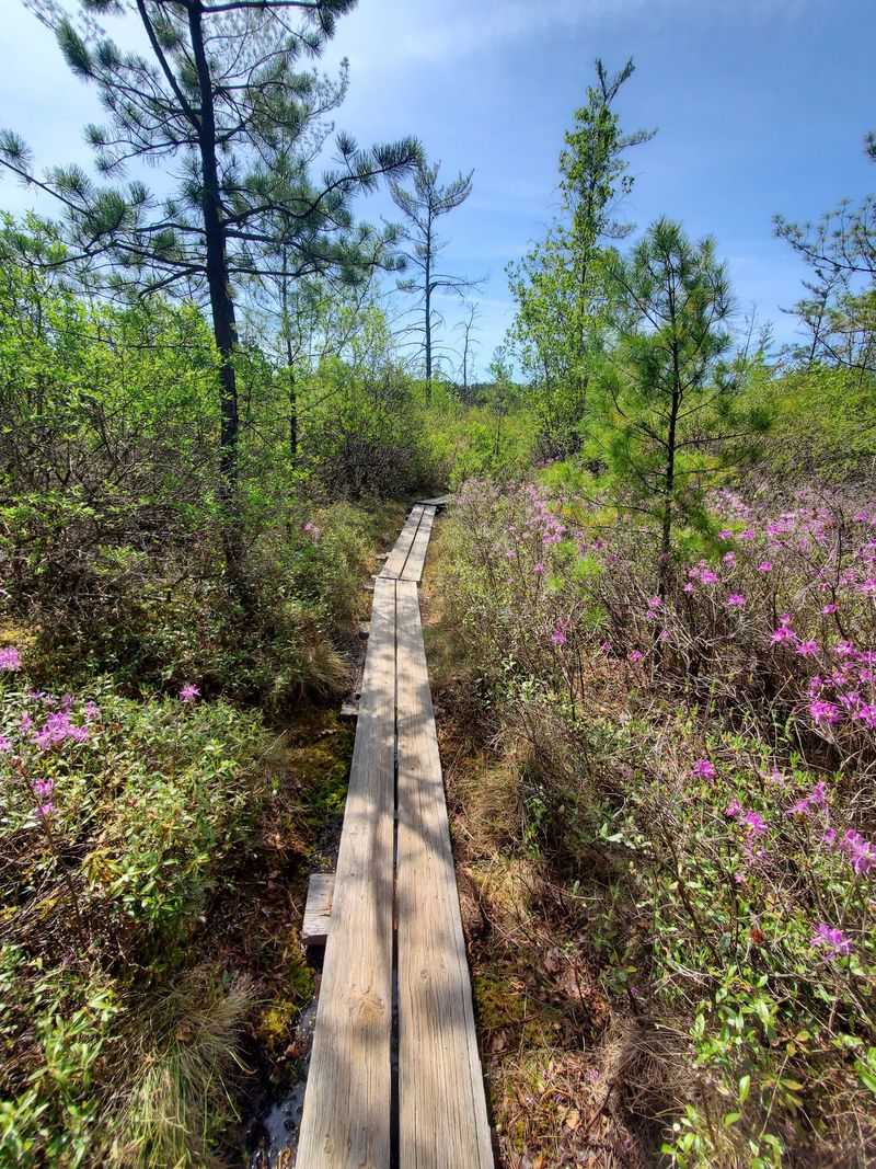 Ponemah Bog Wobbles Beneath Your Feet