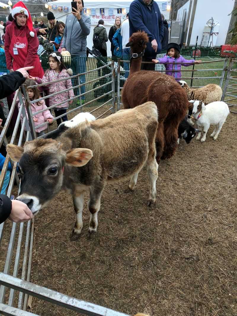 Pony Rides, Petting Zoo and Kid-Sized Joy