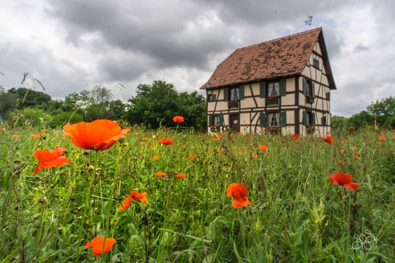 Poppies, Picnics And The Little Green Space Outside Poppies, Picnics And The Little Green Space Outside