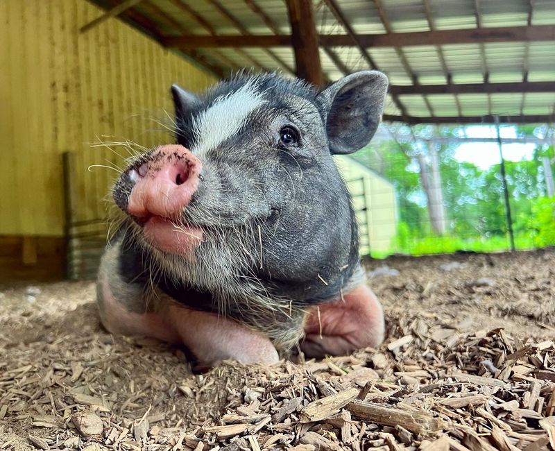 Potbelly Pigs With Names and Opinions Potbelly Pigs With Names and Opinions