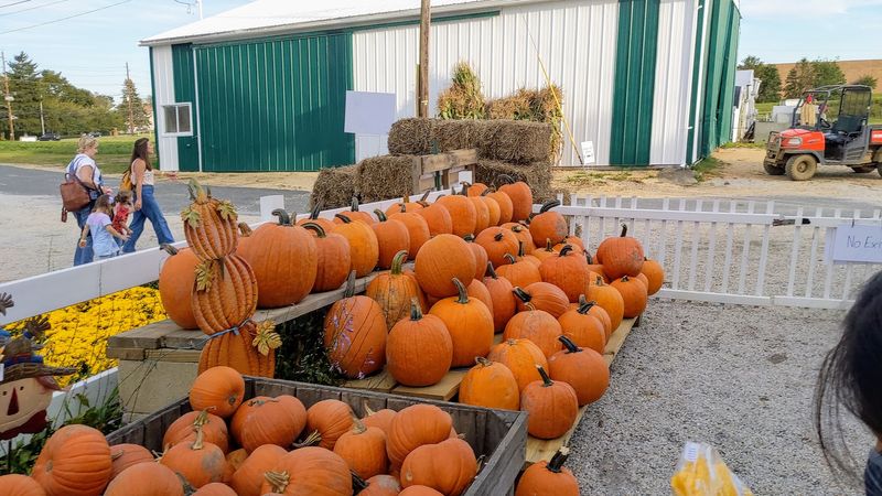 Pumpkin Fields Stretching In Every Direction Pumpkin Fields Stretching In Every Direction