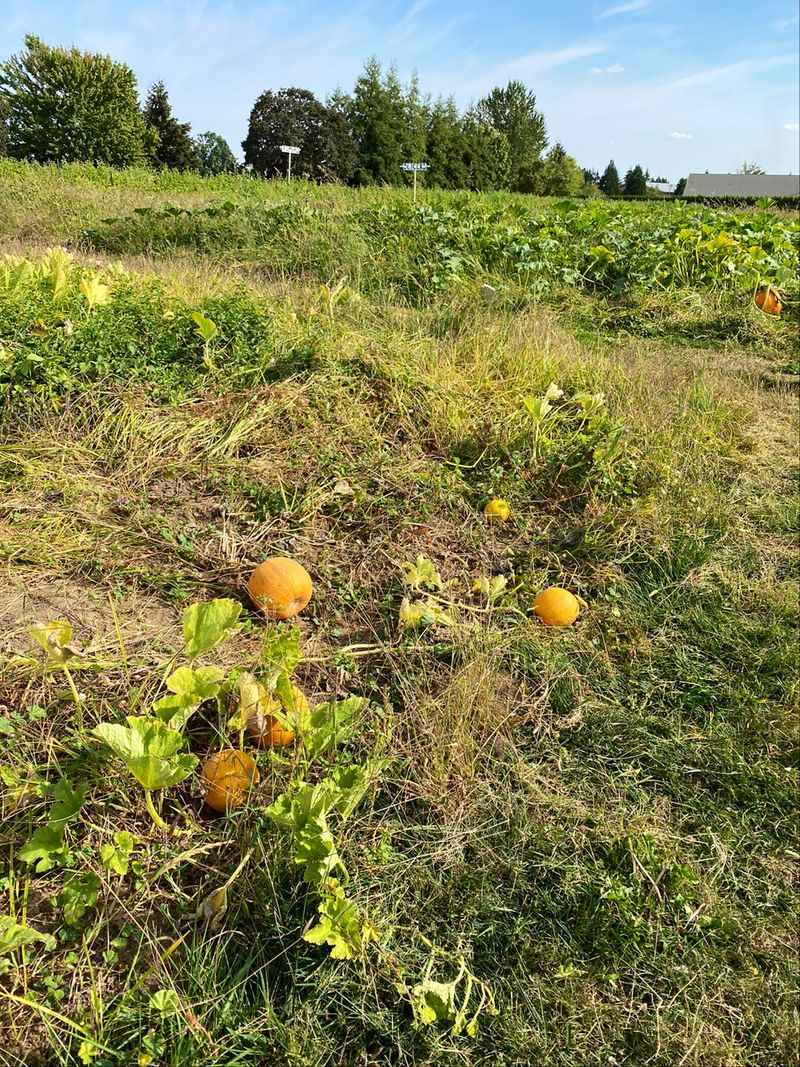 Pumpkin Fields That Turn October Into An Event Pumpkin Fields That Turn October Into An Event