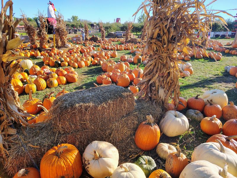 Pumpkin Patch Piled High With Options Pumpkin Patch Piled High With Options