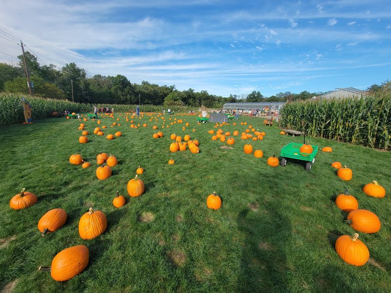 Pumpkin Patches Where the Search Actually Takes a While