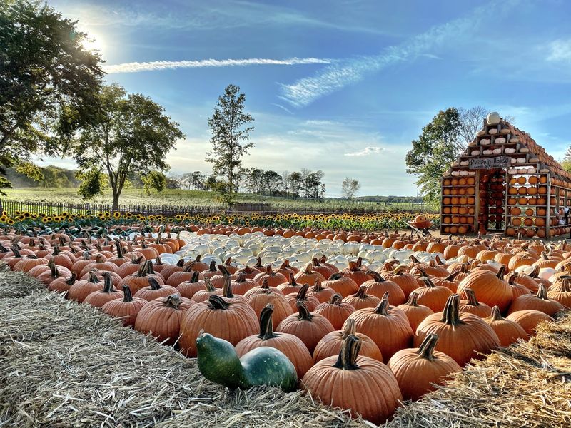 Pumpkin Picking With a Side of Pumpkinville Pumpkin Picking With a Side of Pumpkinville