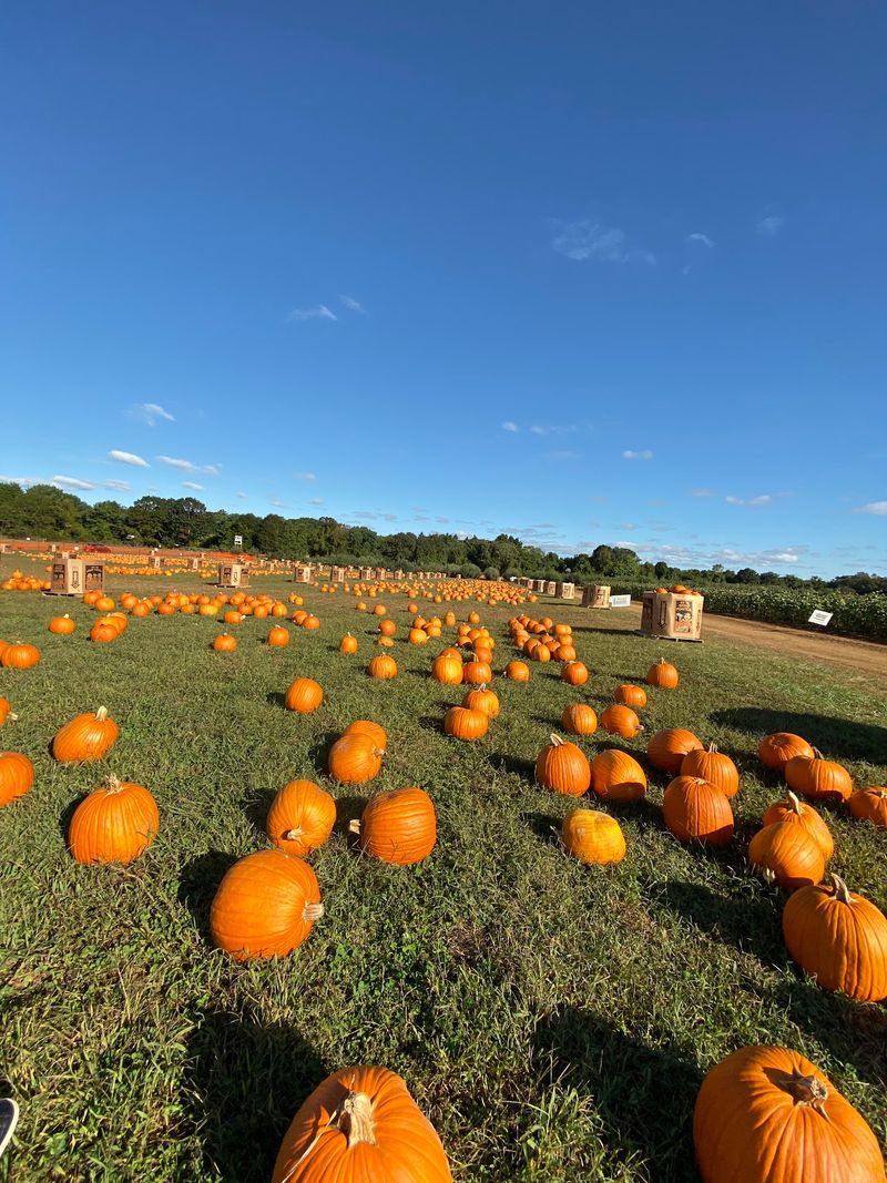Pumpkin Season Brings A Different Kind Of Energy Pumpkin Season Brings A Different Kind Of Energy
