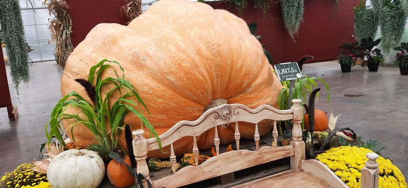Pumpkins Everywhere, In Sizes Nobody Expects