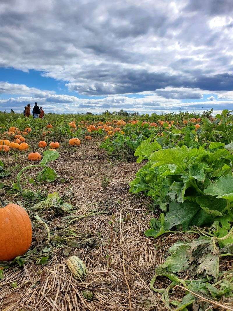 Pumpkins Everywhere You Look Pumpkins Everywhere You Look
