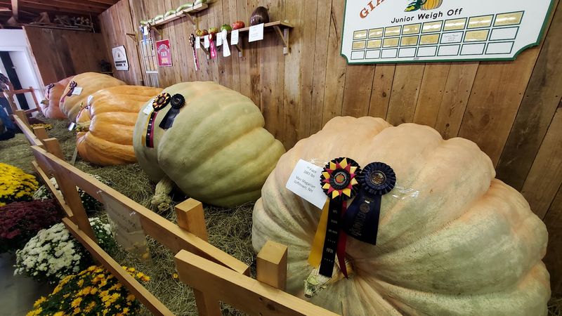 Pumpkins So Big They Need Their Own Zip Code Pumpkins So Big They Need Their Own Zip Code
