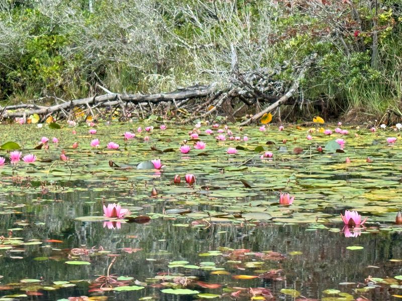Quiet Channels and Water Lilies Quiet Channels and Water Lilies