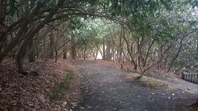 Rambling Along the Grandview Rim Trail