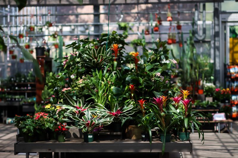 Rare Finds for Serious Plant Collectors