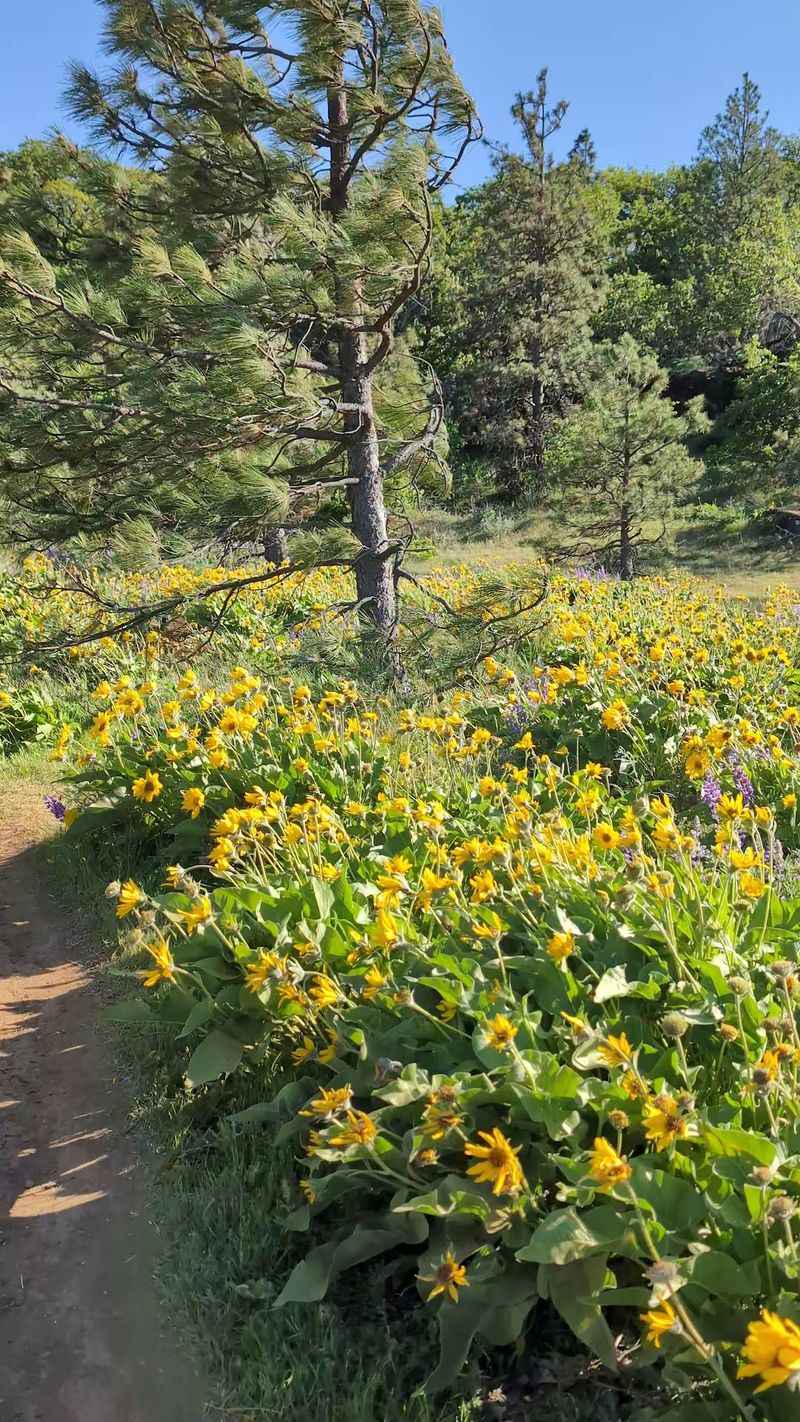 Rattlesnakes, Poison Oak, and Paying Attention Rattlesnakes, Poison Oak, and Paying Attention