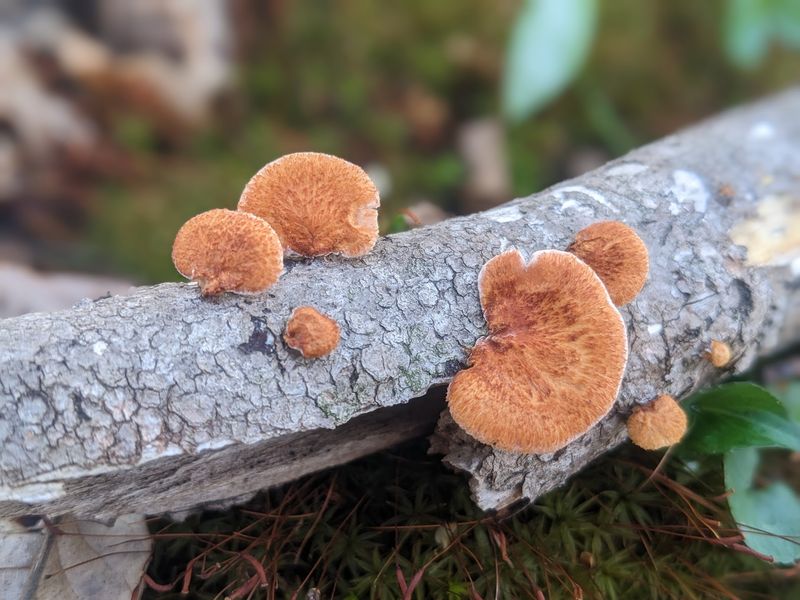 Reading the Mushroom Like a Pro Reading the Mushroom Like a Pro