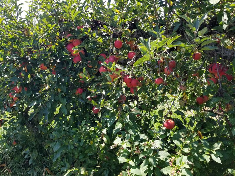 Reddington’s Farm & Orchard, Harpers Ferry, WV