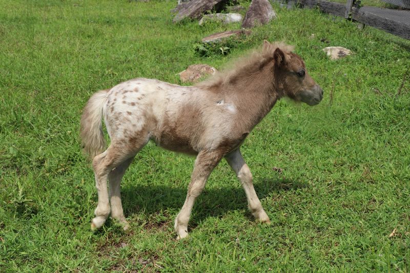 Registered Pedigrees and Careful Breeding Registered Pedigrees and Careful Breeding