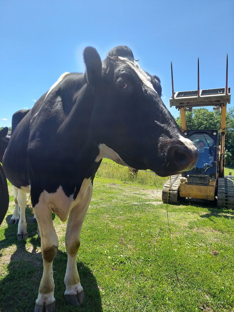Ricardo, the Bull From the Train Tracks