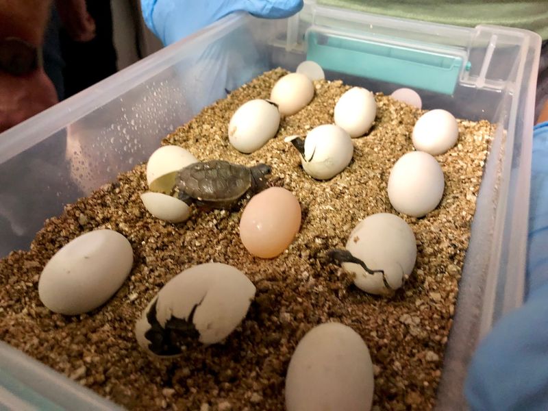 Road Patrols And Head-Starting Give Hatchlings A Real Chance