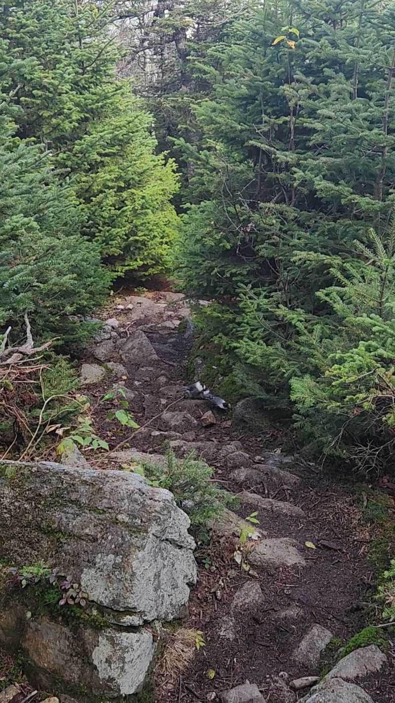 Rocks, Roots And Why Your Boots Matter Rocks, Roots And Why Your Boots Matter