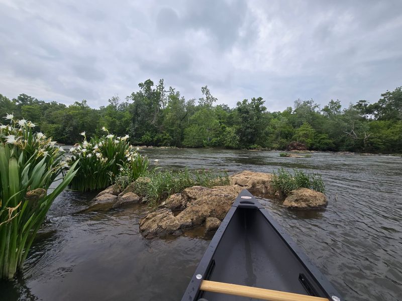 Rocky Shoals Spider Lilies Turning the River White