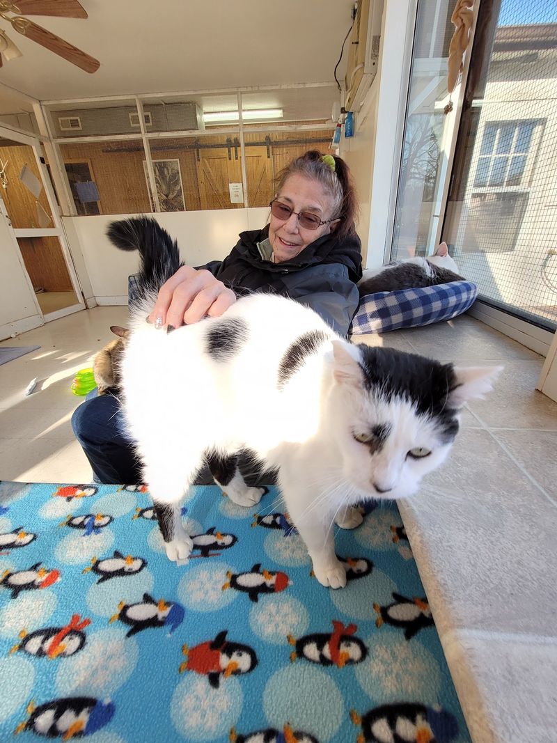 Roll Up Sleeves, Or Just Sit With A Shy Cat Roll Up Sleeves, Or Just Sit With A Shy Cat