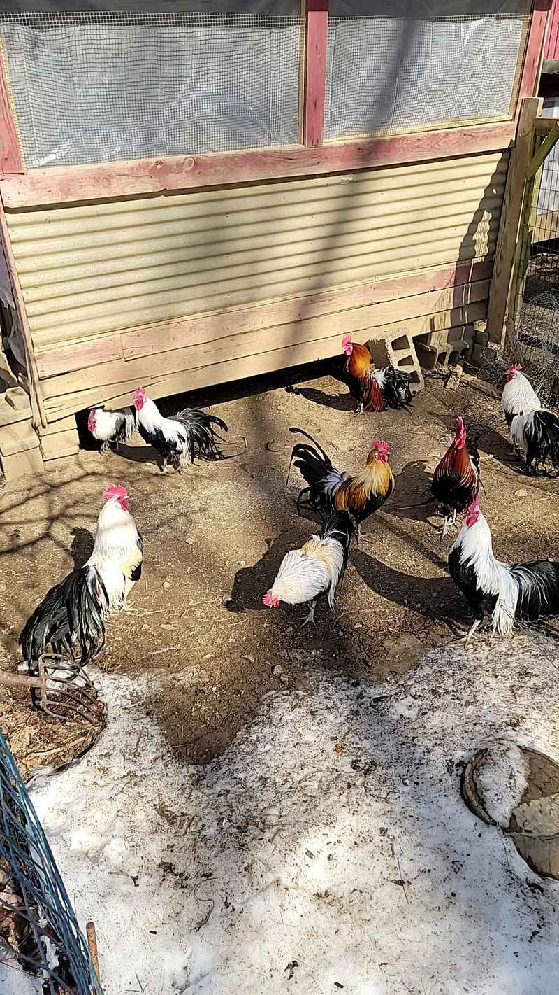Roosters, Sheep And A Buzzing Pollinator Crowd Roosters, Sheep And A Buzzing Pollinator Crowd