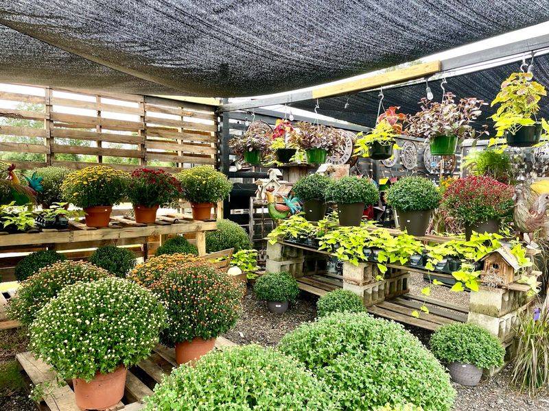 Rows Of Plants For Anyone With A Green Thumb Rows Of Plants For Anyone With A Green Thumb