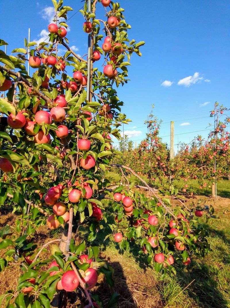 Rows of Apples Waiting to Be Picked Rows of Apples Waiting to Be Picked