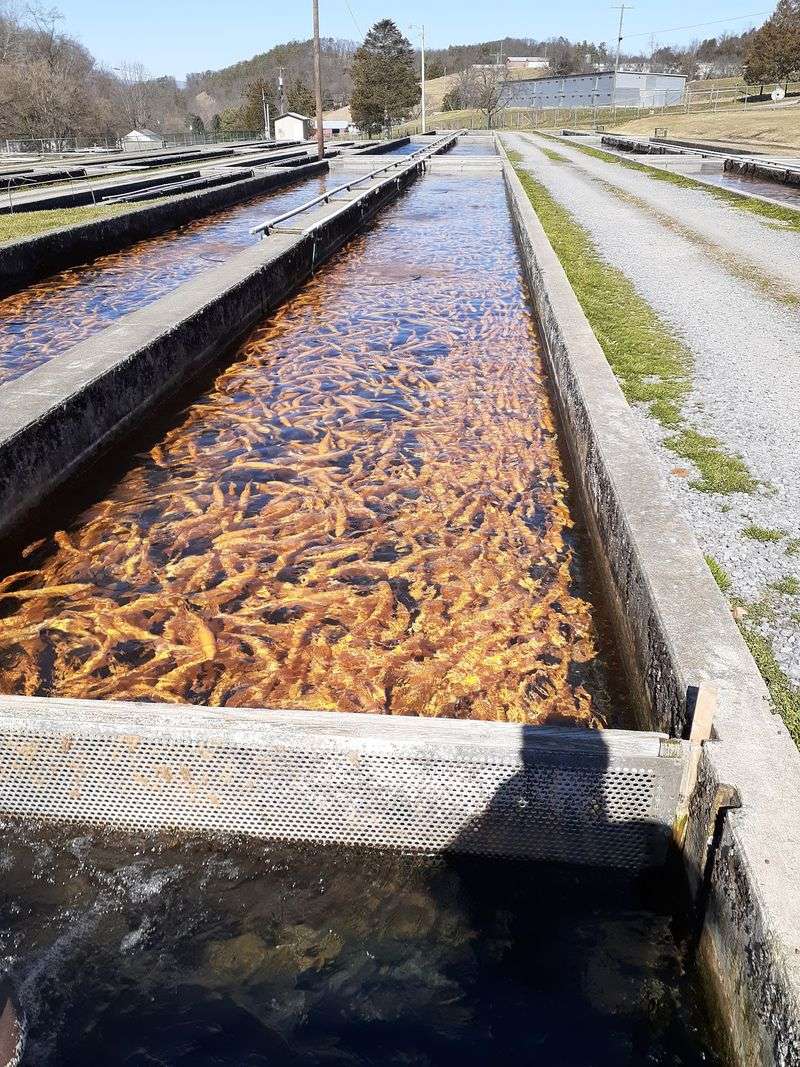 Rows of Trout in the Raceways Rows of Trout in the Raceways