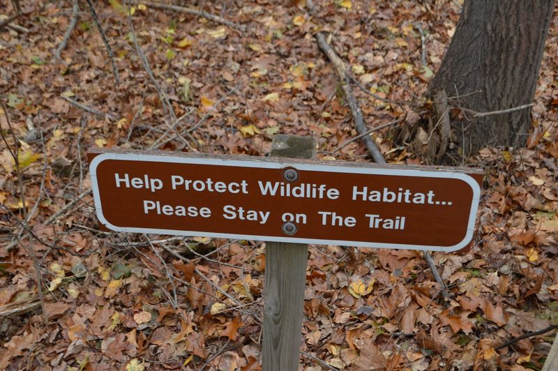 Rules That Keep The Birds Coming Back