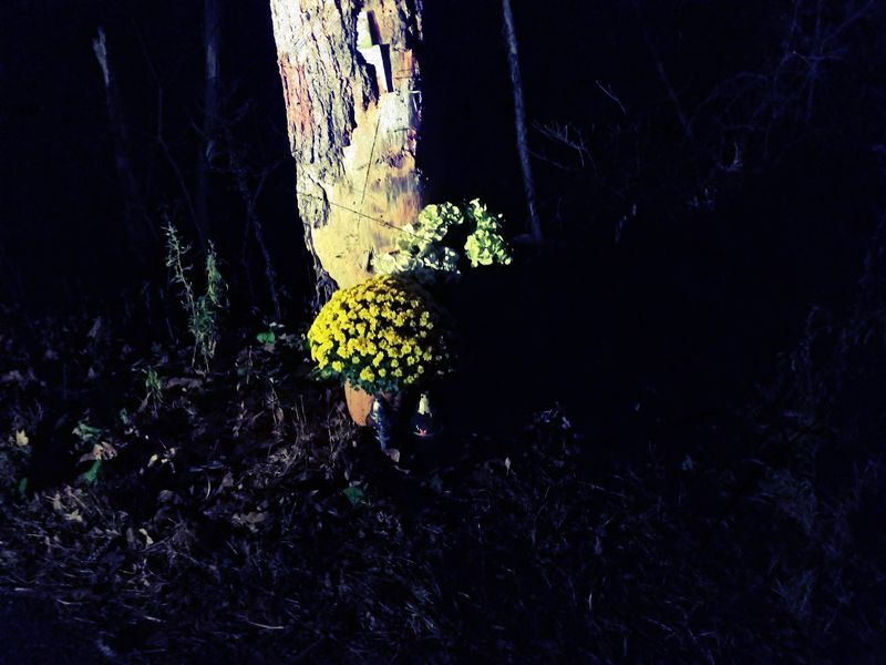 Rumors of Strange Creatures