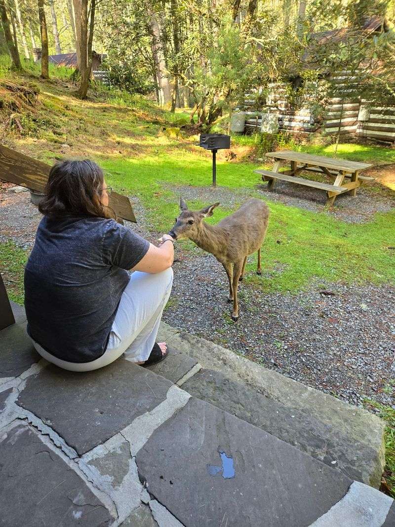 Rustic Cabins Where Deer Greet You Each Morning Rustic Cabins Where Deer Greet You Each Morning