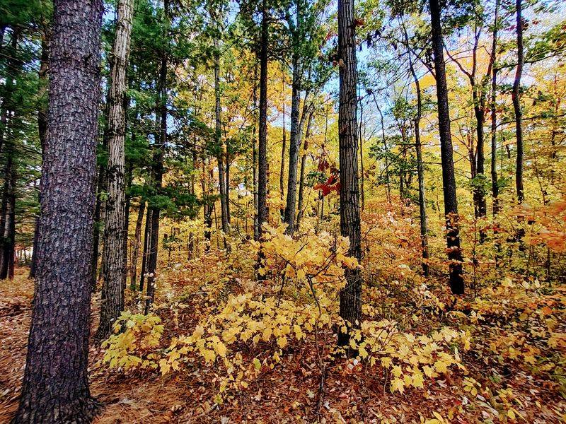 Salamonie River State Forest, Andrews