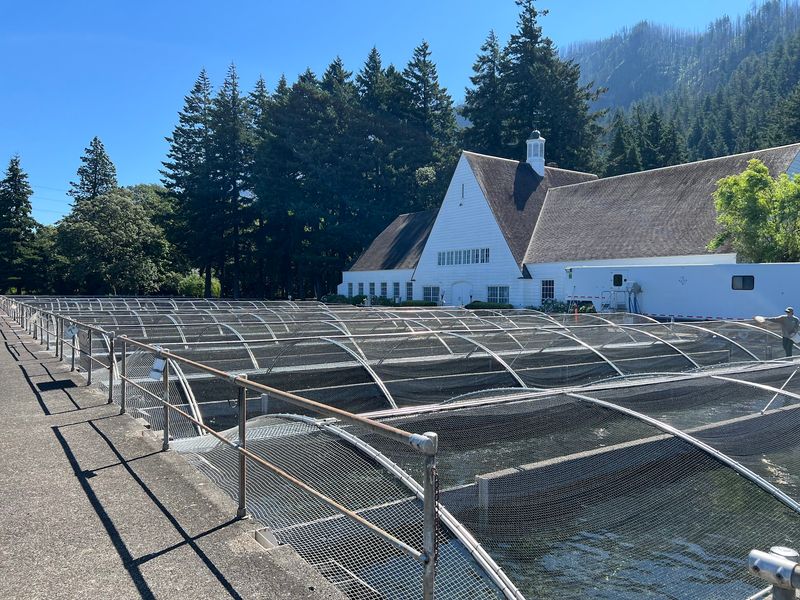 Salmon rearing ponds and the real work behind the scenes Salmon rearing ponds and the real work behind the scenes