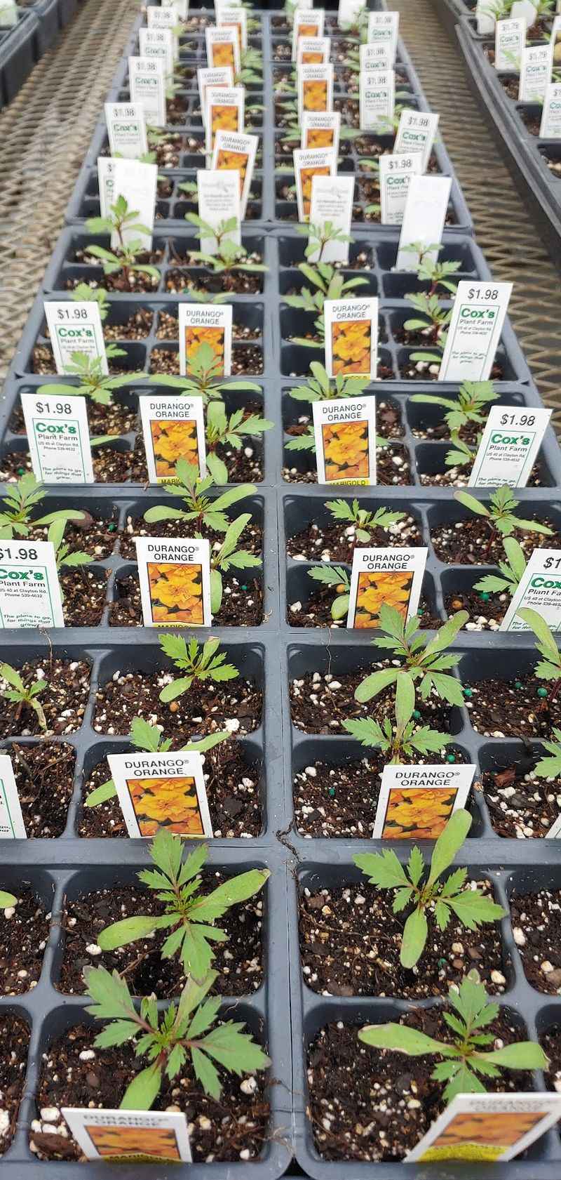 Salsa Garden Starter Pack, Anyone