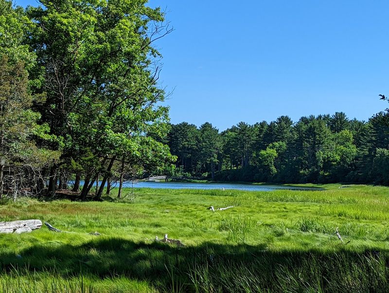Salt Marsh And Mudflats Do The Heavy Lifting
