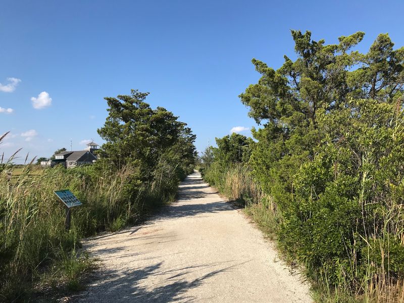 Salt Marsh Trail Takes You Down To Ground Level
